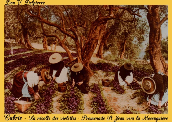 159 - Cabris  -  La cueillette des violettes